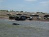 Common or Grey Seals on Blakeney Point