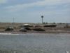 Common or Grey Seals on Blakeney Point