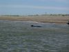 Common or Grey Seals on Blakeney Point