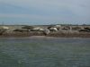 Common or Grey Seals on Blakeney Point