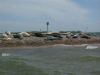 Common or Grey Seals on Blakeney Point