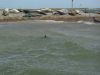 Common or Grey Seals on Blakeney Point