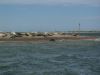 Common or Grey Seals on Blakeney Point