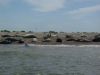 Common or Grey Seals on Blakeney Point