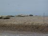 Common or Grey Seals on Blakeney Point