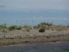 Turns and Gulls on Blakeney Point