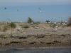 Turns and Gulls on Blakeney Point